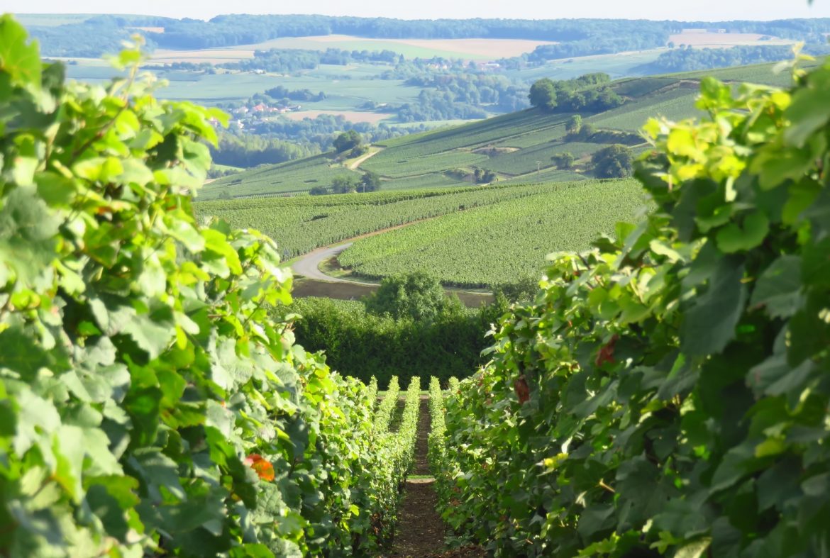 Réaliser une cuverie en Champagne