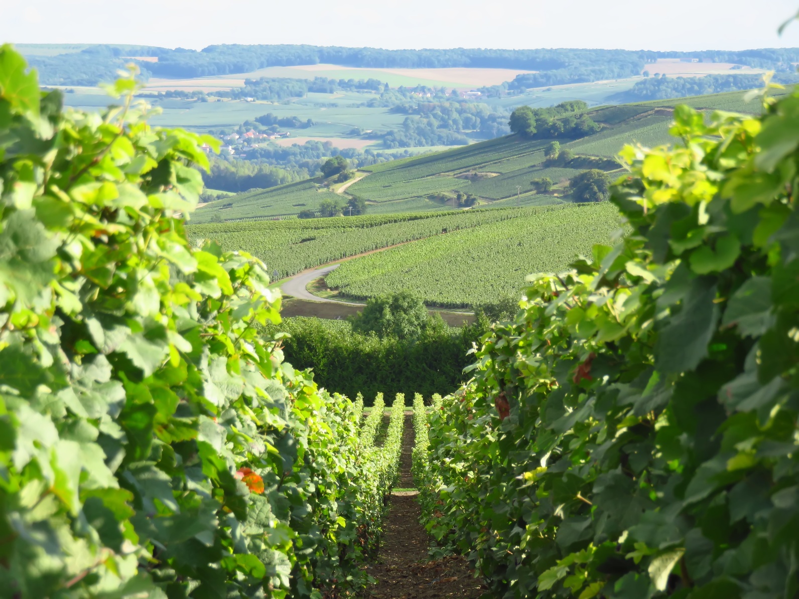 Réaliser une cuverie en Champagne